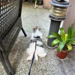 Nikki Hsieh Instagram - 🐾
