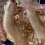 Nina Lu Instagram - oh deer… 🦌🥺
