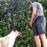 Nyle DiMarco Instagram - yes dogs can understand sign language! (the kiss trick is my absolute favorite)