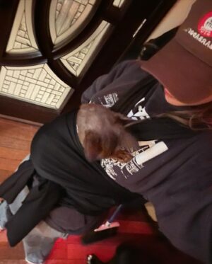 Odessa A'zion Instagram - Guys I got my cat a fucking baby wrap HAHAHHAA