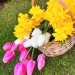 Olesya Sudzilovskaya Instagram – Красота из собственного сада! какой же чудесный аромат! 🌹💐🌸🌷🌼#цветы  #тюльпаны #нарциссы #весна #flowers #tulips #daffodils #spring
