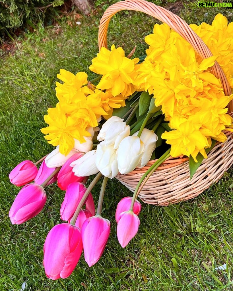 Olesya Sudzilovskaya Instagram - Красота из собственного сада! какой же чудесный аромат! 🌹💐🌸🌷🌼#цветы #тюльпаны #нарциссы #весна #flowers #tulips #daffodils #spring