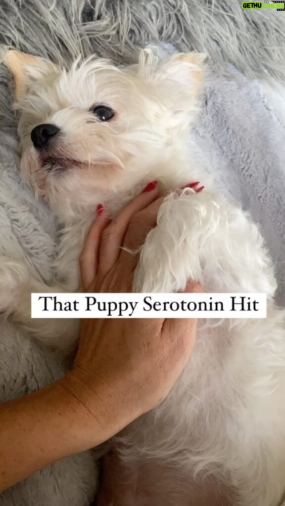 Olivia Munn Instagram - My pups 🐶🐶❤️❤️ #adoptdontshop