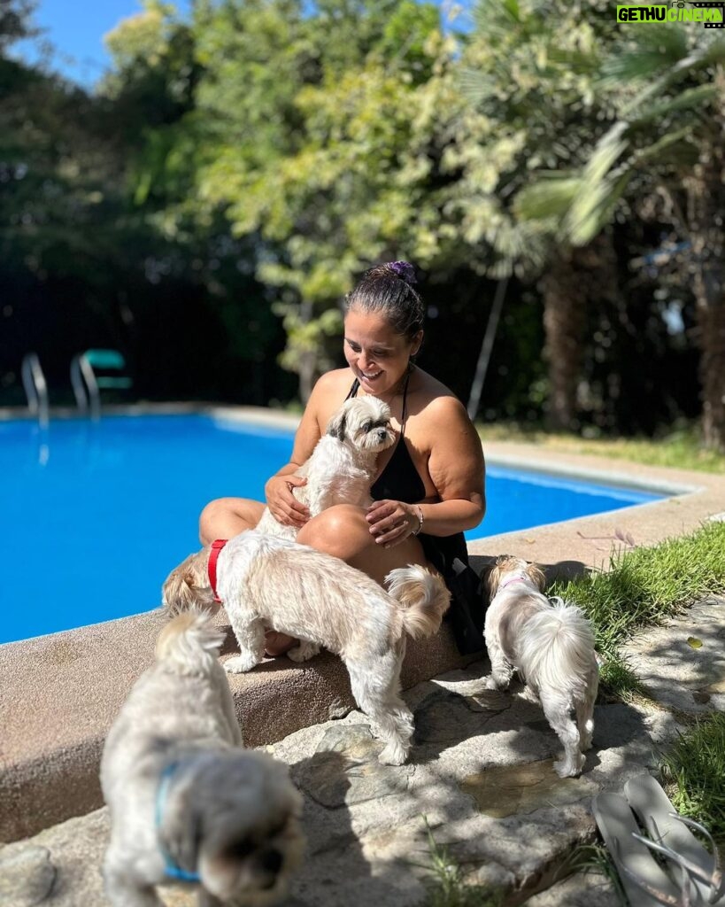 Pamela Leiva Instagram - Mis Sholes, mis guaguas… mi familia. La maternidad que elegí ♥️ 🐶 🐶🐶. . @lossholesshitzu . Oye el finde estuvimos con mi familia en @spalodge_melipilla los mejores!! ♥️