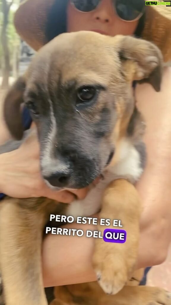 Paola Nuñez Instagram - Compartele este video a alguien que tú crees puede ayudar ya sea adoptando, como voluntario para sacar a pasear o donando.