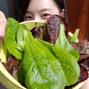 Park Soo-jin Instagram - 시저샐러드로 다시 태어나자 가자♡

#로메인#적로메인#청로메인#시져샐러드#쑤농장#풍성해진밭#뿌듯