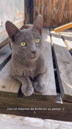 Paula Bolatti Instagram - Muchos ya cambiamos a Purina ONE y hemos visto resultados increíbles 🤩 te invito a que te cambies 🐈
@purinaonechile 
.
 #Publicidad #PurinaOne28Dias