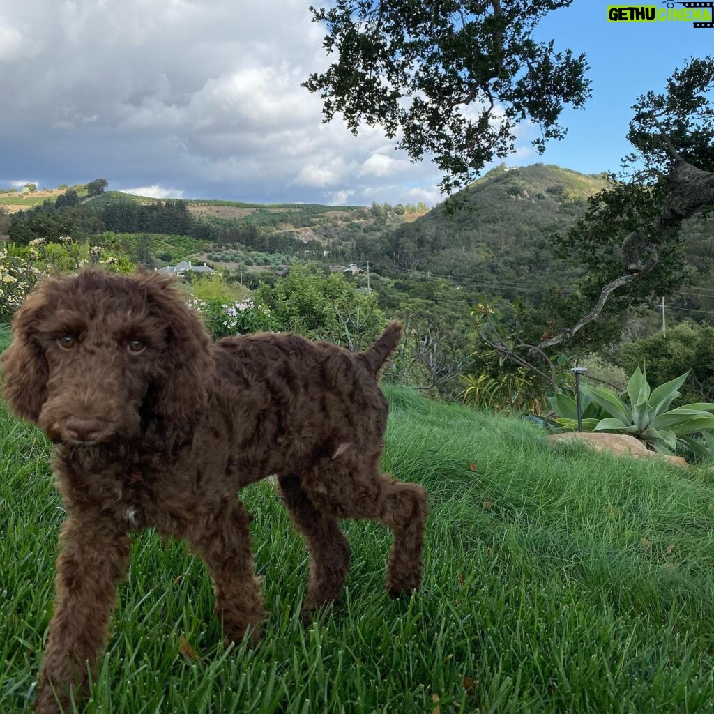 Portia de Rossi Instagram - Wallis in the wilderness. She was emaciated when we rescued her 3 weeks ago and now she’s a healthy poodle puppy @wagmorpets