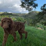 Portia de Rossi Instagram – Wallis in the wilderness. She was emaciated when we rescued her 3 weeks ago and now she’s a healthy poodle puppy @wagmorpets