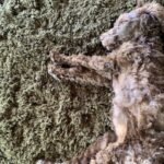 Portia de Rossi Instagram – Where’s Wallis? #standardpoodle #rescuedog @wagmorpets