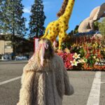 Pressley Hosbach Instagram - best way to start the year. extremely grateful to have hosted the @rose_parade this year! can’t wait for more to come✨✨✨✨ Rose Bowl