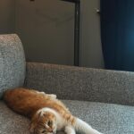 Puteri Aishah Instagram - my usual spot nak tgk tv, dah jadi tempat tidur dia. ish ish ish #JonSnow #myJonJon #cat