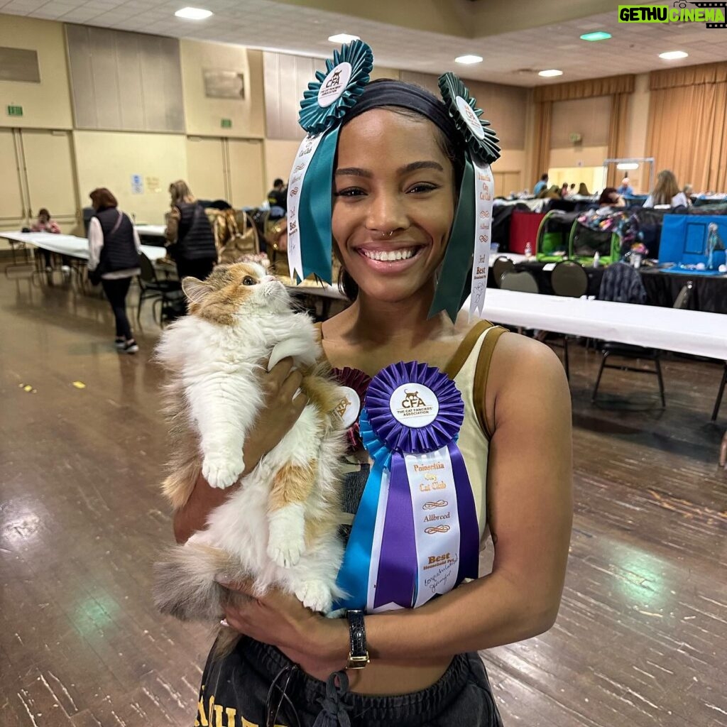 Quen Blackwell Instagram - CAMO WON HER FIRST CAT SHOW (and I made a documentary of it all on🤭OUT‼️NOW‼️)