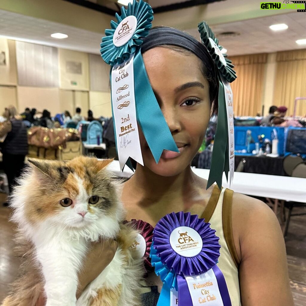 Quen Blackwell Instagram - CAMO WON HER FIRST CAT SHOW (and I made a documentary of it all on🤭OUT‼️NOW‼️)