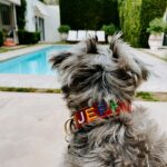 Rachel Hollis Instagram - At the beginning of this year Jeffrey was attacked by 3 big dogs. This is not something I knew could even happen to a dog in his own yard, but they got ahold of his neck and pulled him through the fence. It was horrific. They ripped out his throat, tearing everything but the single artery that kept him alive long enough to get into surgery. The doctors told us over and over that it was a miracle he lived— I have pictures of his wounds you wouldn’t believe any living creature could sustain. He had to go through months of healing and surgery after surgery but 8 months later he still here. He moves a little slower, gets a little more anxious—but he’s still here. I think our angels knew we couldn’t handle losing him too. I wanted to share because 1. I’m so grateful to the team @austin_vet and I want to give them a shout out publicly. Jeff would not be alive without months and months of dedication by their incredible staff. 2. I keep hearing stories about smaller dogs getting attacked in places where their humans thought they were safe. At home, at dog parks, at doggy day care… not because some dogs are evil or bad but because all dogs are animals and sometimes they act like animals. This isn’t something I was ever aware of until Jeffrey got hurt and I thought maybe sharing the story would help some of you to be conscious of it when you’re out with your fur baby. 🤟🏻