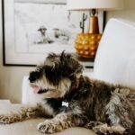 Rachel Hollis Instagram - At the beginning of this year Jeffrey was attacked by 3 big dogs. This is not something I knew could even happen to a dog in his own yard, but they got ahold of his neck and pulled him through the fence. It was horrific. They ripped out his throat, tearing everything but the single artery that kept him alive long enough to get into surgery. The doctors told us over and over that it was a miracle he lived— I have pictures of his wounds you wouldn’t believe any living creature could sustain. He had to go through months of healing and surgery after surgery but 8 months later he still here. He moves a little slower, gets a little more anxious—but he’s still here. I think our angels knew we couldn’t handle losing him too. I wanted to share because 1. I’m so grateful to the team @austin_vet and I want to give them a shout out publicly. Jeff would not be alive without months and months of dedication by their incredible staff. 2. I keep hearing stories about smaller dogs getting attacked in places where their humans thought they were safe. At home, at dog parks, at doggy day care… not because some dogs are evil or bad but because all dogs are animals and sometimes they act like animals. This isn’t something I was ever aware of until Jeffrey got hurt and I thought maybe sharing the story would help some of you to be conscious of it when you’re out with your fur baby. 🤟🏻