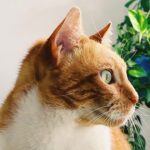 Rafaela Ferreira Instagram - Curiosidade sobre o gato Haroldo! ❤️ Alguém aqui já sabia ou conhece esse desenho?!
