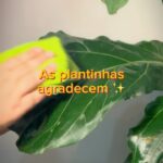 Rafaela Ferreira Instagram - As plantinhas agradecem! 🪴✨ Um paninho com água já resolve tudo. ❤️