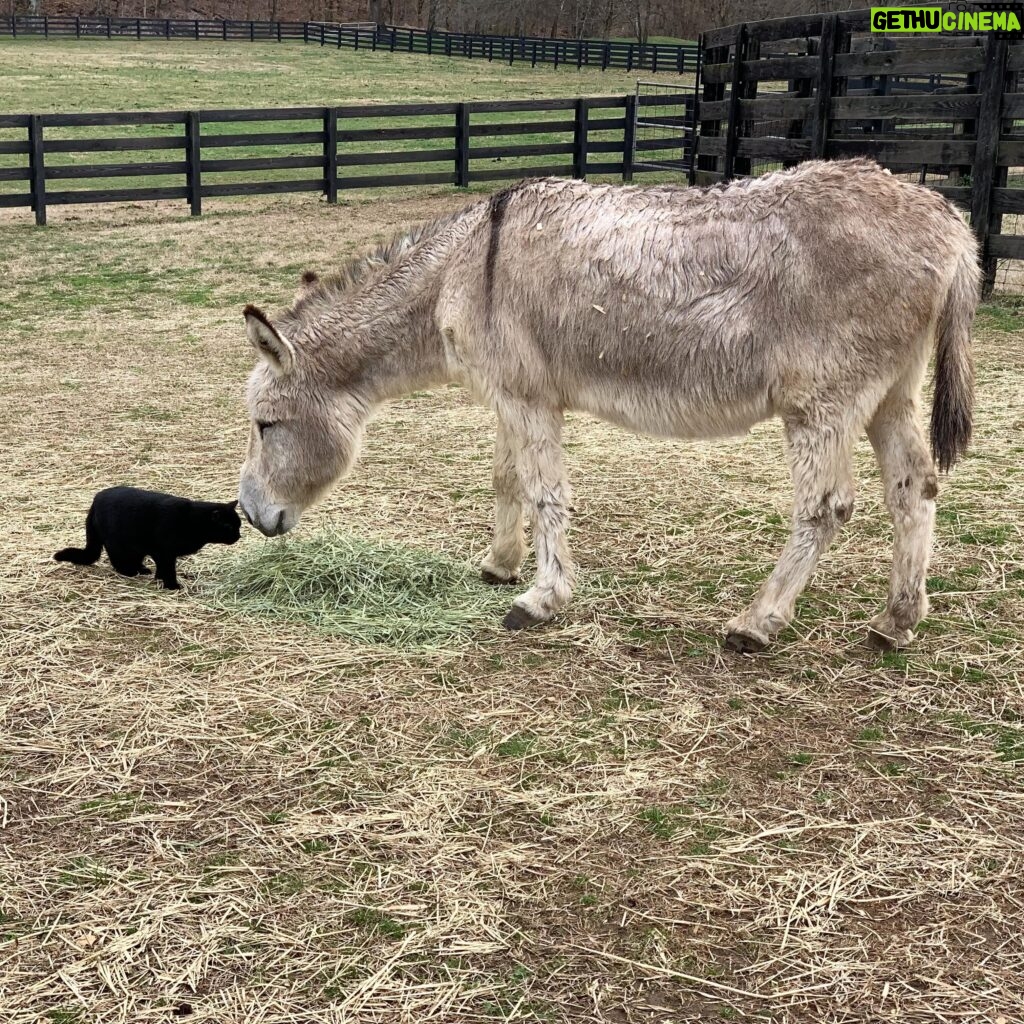 Reba McEntire Instagram - Even though we’re different, we can be friends. Even if we don’t become friends, we can still be kind. #bekind #friends #farmlife