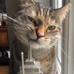 Ricky Gervais Instagram - The cat using the Empire State Building as a tooth pic 😂