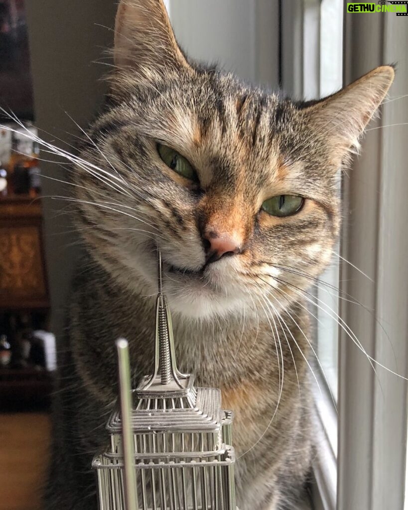 Ricky Gervais Instagram - The cat using the Empire State Building as a tooth pic 😂