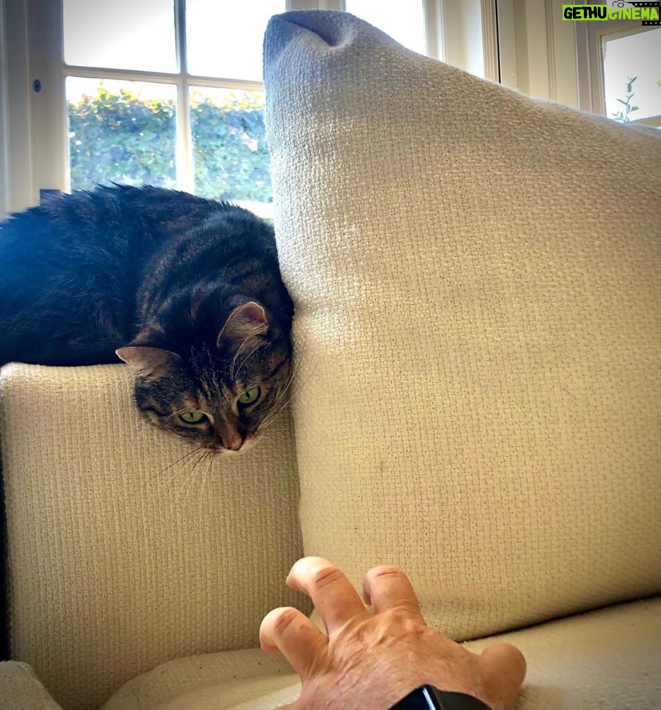 Ricky Gervais Instagram - Cat vs Hand