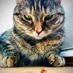 Ricky Gervais Instagram - Pickle has a little beetle friend ❤️