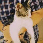 Riho Yoshioka Instagram - チビです。 80年代の夏にタイムスリップしたらおりました🐈‍⬛ ドラマ始まるので色々出ます。 9日　なんかオモ,10日 華大さんと千鳥くん, 午前中電波ジャック,雑誌など… 見つけてね。 @kadora_11 #ドラマ　#トキコイ #時をかけるな恋人たち