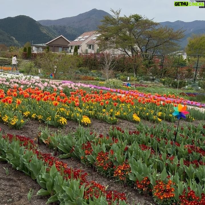 Rita Pereira Instagram - Ele é o protagonista deste post. É ele comigo, é ele connosco, é ele com o Lonô, é ele na tampa do esgoto, é ele sozinho, envergonhado atrás das nuvens mas, é tudo ele, o encantador Monte Fuji 🗻 Ah mas já agora, para quem perguntou, os morangos brancos japoneses são ótimos e super doces 😉 #montefuji #fujimountain #fujijapan #fuji #japan #travel #travelphotography #travelgram #traveljapan