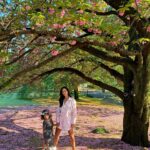 Rita Pereira Instagram - E finalmente encontramos sakuras 🫰🏽🇯🇵 Que lindo, que lindo, que lindo 😍 Que jardim mais lindo!!! Aconselho muito. Fizemos um picnic, passeámos, descansámos. Foi tão zen. Que bom. #japan #tokyo #shinjuku #shinjukugyoennationalgarden