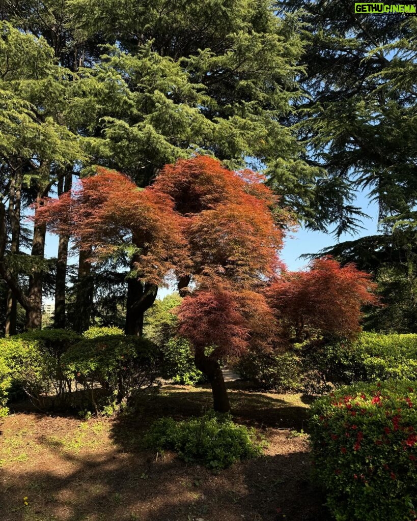 Rita Pereira Instagram - E finalmente encontramos sakuras 🫰🏽🇯🇵 Que lindo, que lindo, que lindo 😍 Que jardim mais lindo!!! Aconselho muito. Fizemos um picnic, passeámos, descansámos. Foi tão zen. Que bom. #japan #tokyo #shinjuku #shinjukugyoennationalgarden