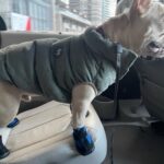Ritu Arya Instagram - Douglas is ready for spring in Toronto!