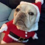 Ritu Arya Instagram - Thanks @the3rd.act and @perrycurties ! Next time let’s get douglas in there too … santa outfit and all
