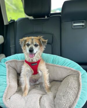 Robin Roberts Instagram - @lil_man_lukas sending you good energy for the weekend. (Though you can’t see it he is belted in from behind..safety first😉)
#fridayfeels ❤️