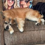 Robin Roberts Instagram - Sweet Amber & I always watching over @lil_man_lukas…we hope all are enjoying #saturdayserenity as much as our beloved rescue pup. #GetYourRescueOn 🐶❤️