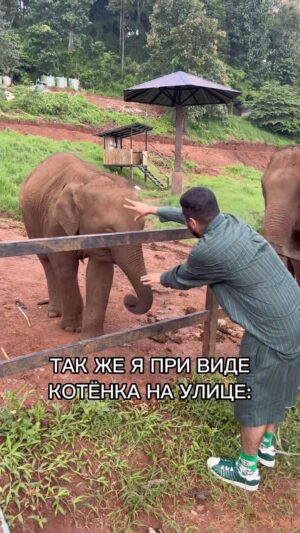 Roman Kagramanov Instagram - Отметь кошатницу😅♥️