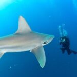 Ronni Hawk Instagram - We had a fabulous day with the sharks 🦈 Thank you @ronnihawk for joining our Force-E group for some dives on @gung_ho_divers 📸 by @momentsintimephoto_underwater #sharks #sharkdiving #southflorida #scubalife