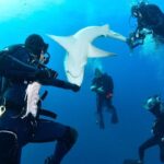 Ronni Hawk Instagram - We had a fabulous day with the sharks 🦈 Thank you @ronnihawk for joining our Force-E group for some dives on @gung_ho_divers 📸 by @momentsintimephoto_underwater #sharks #sharkdiving #southflorida #scubalife