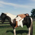 Ronni Hawk Instagram - @aleshina.ph @alina_bondarevska @anna_kstyle @polina.with.camera @4gs_equestrian #horsegirl #barnlife #photoshootideas