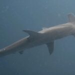 Ronni Hawk Instagram - Feeling so blessed that I was able to experience my first shark dive with @diveforcee Observing sharks in their natural habitat, was unforgettable🦈🩵