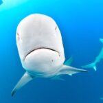 Ronni Hawk Instagram - We had a fabulous day with the sharks 🦈 Thank you @ronnihawk for joining our Force-E group for some dives on @gung_ho_divers 📸 by @momentsintimephoto_underwater #sharks #sharkdiving #southflorida #scubalife
