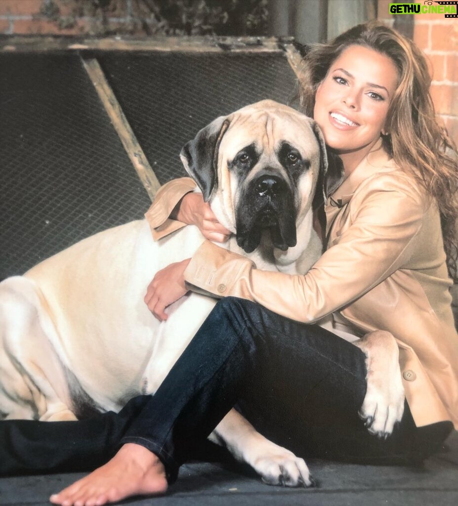 Rosa Blasi Instagram - You never forget your first...Mastiff. This was Jake Ryan (named after the hot guy from ‘16 Candles’ movie). He was legit the chillest dog in the history of time. Pretty sure this was 2005. Anyway I’ve since rescued 1 dog, 1 cat (with a bionic leg!) and 2 bunnies so when I got @bambamthemastiff in 2018 I didn’t feel as much dog buyer guilt if my home weren’t already a petting zoo #dogsofinstagram #englishmastiff #💩