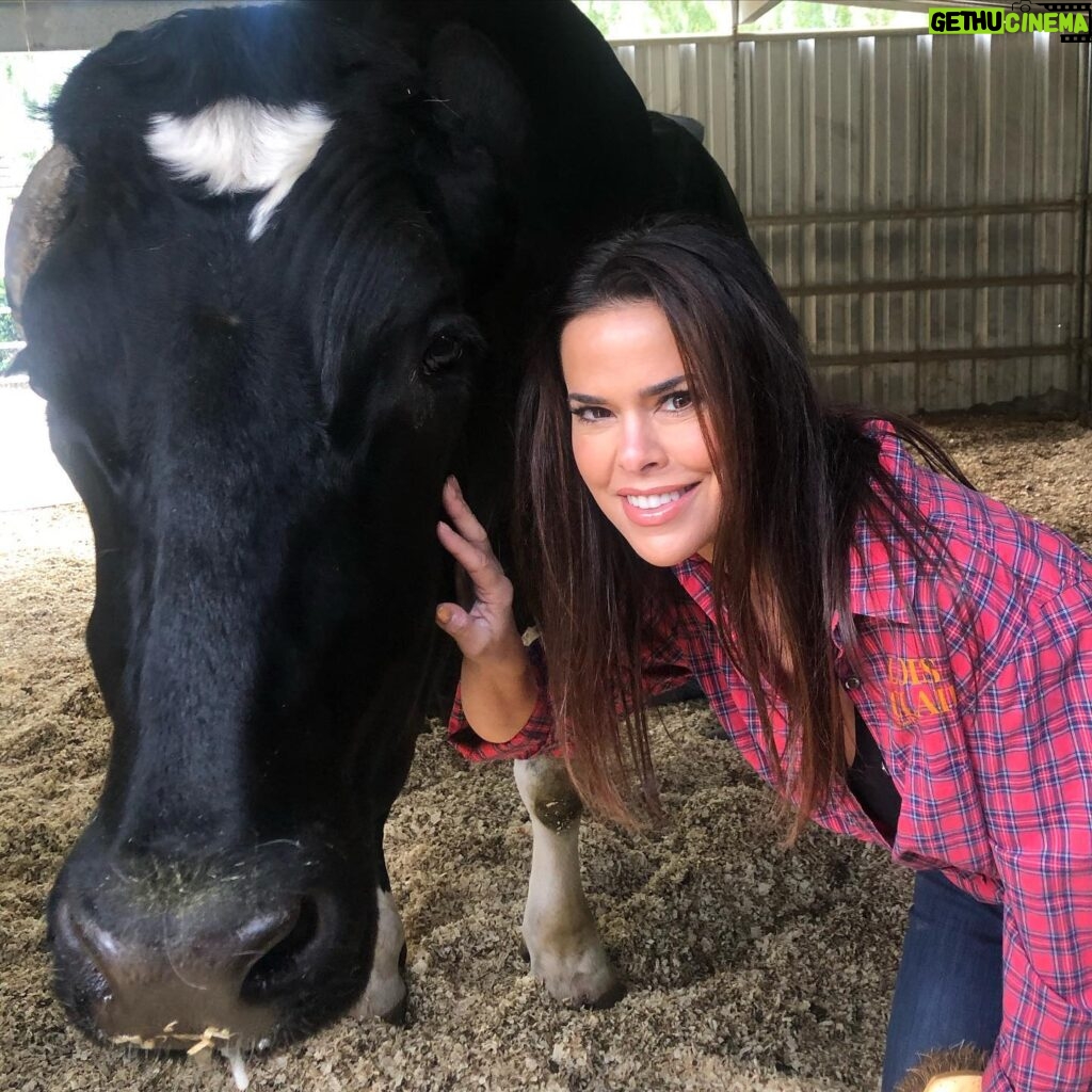 Rosa Blasi Instagram - Hug a 🐄 and have a bad day... I dare you! @thegentlebarn visiting abused and rescued animals and giving them the love they deserve.