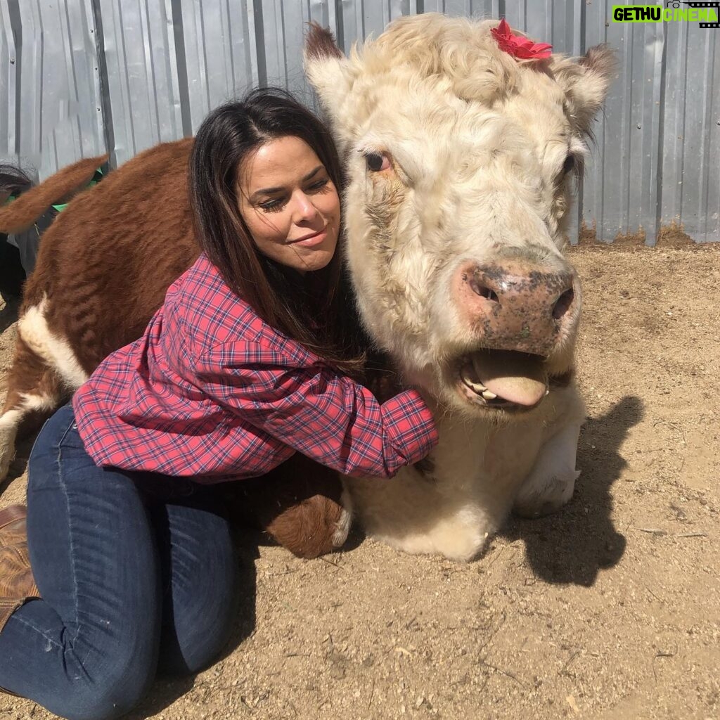 Rosa Blasi Instagram - Hug a 🐄 and have a bad day... I dare you! @thegentlebarn visiting abused and rescued animals and giving them the love they deserve.