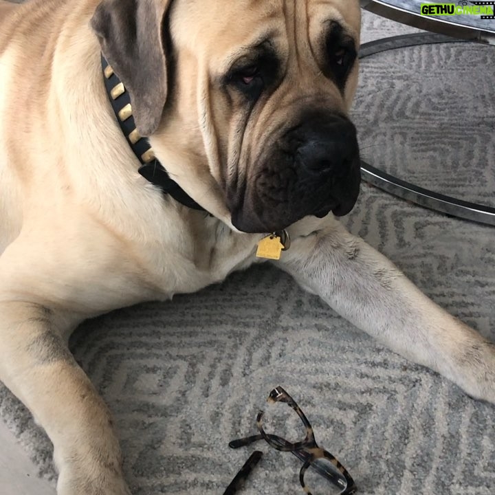 Rosa Blasi Instagram - Introducing the new line of @tomford chew toys 🤦🏽‍♀️ #notanad #notokay @bambamthemastiff