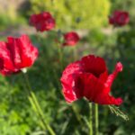 Rosamund Pike Instagram - Poppy dress for the wedding of a Poppy
