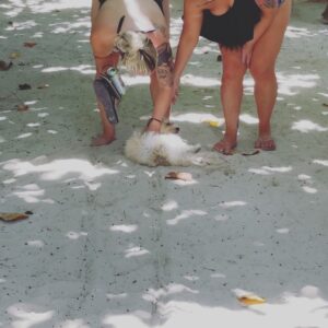 Rose McGowan Instagram - Pearl/Perlita and I tried living in a city for the last two  months. Our spirits were dying. Pearl/Perlita has run free on the beach & jungle her entire life. I had to return her to her happy place. I could not stand to see her so sad. Today we have returned. For two months I tried to find a place to belong, a place to call home. Nothing fit. When you come from many places you are rootless, without a home or culture to call your own. This is both good and bad. To be a part of no memories, no ties, no bonds to people or home. I used to relate to the astronaut floating above the earth, on her own in the vast darkness and quiet of space. But then I realized I always saw the astronaut from above and it was then that I realized I am the universe. We are the universe. 🇲🇽🪐 Pearl / Perlita y yo hemos intentado vivir en una ciudad durante los últimos dos meses.  Nuestros espíritus estaban muriendo.  Pearl / Perlita ha corrido libre en la playa y en la jungla toda su vida.  Tuve que devolverla a su feliz lugar.  No podía soportar verla tan triste.  Hoy hemos vuelto.  Durante dos meses traté de encontrar un lugar al que pertenecer, un lugar al que llamar hogar.  Nada encajaba.  Cuando vienes de muchos lugares, estás desarraigado, sin un hogar ni una cultura que puedas llamar tuya.  Esto es bueno y malo.  Formar parte de sin recuerdos, sin ataduras, sin ataduras con las personas ni con el hogar.  Solía ​​asociarme con el astronauta flotando sobre la tierra, solo con ella en la vasta oscuridad y tranquilidad del espacio.  Pero luego me di cuenta de que siempre veía al astronauta desde arriba y fue entonces cuando me di cuenta de que yo soy el universo.  Somos el universo.
