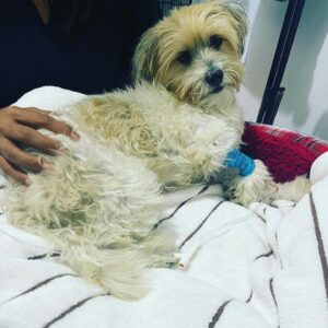 Rose McGowan Instagram - We need all prayers to all Godesses and Gods right now please. Perlita has been stung by something that is attacking her nervous system. We need all good thoughts. Gracias.