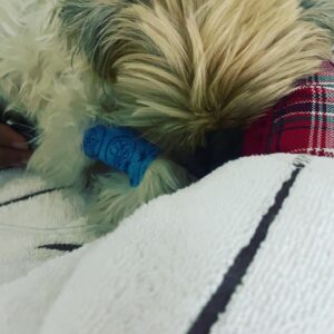 Rose McGowan Instagram - We need all prayers to all Godesses and Gods right now please. Perlita has been stung by something that is attacking her nervous system. We need all good thoughts. Gracias.