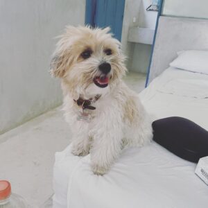 Rose McGowan Instagram - Pearl/Perlita and I tried living in a city for the last two  months. Our spirits were dying. Pearl/Perlita has run free on the beach & jungle her entire life. I had to return her to her happy place. I could not stand to see her so sad. Today we have returned. For two months I tried to find a place to belong, a place to call home. Nothing fit. When you come from many places you are rootless, without a home or culture to call your own. This is both good and bad. To be a part of no memories, no ties, no bonds to people or home. I used to relate to the astronaut floating above the earth, on her own in the vast darkness and quiet of space. But then I realized I always saw the astronaut from above and it was then that I realized I am the universe. We are the universe. 🇲🇽🪐 Pearl / Perlita y yo hemos intentado vivir en una ciudad durante los últimos dos meses.  Nuestros espíritus estaban muriendo.  Pearl / Perlita ha corrido libre en la playa y en la jungla toda su vida.  Tuve que devolverla a su feliz lugar.  No podía soportar verla tan triste.  Hoy hemos vuelto.  Durante dos meses traté de encontrar un lugar al que pertenecer, un lugar al que llamar hogar.  Nada encajaba.  Cuando vienes de muchos lugares, estás desarraigado, sin un hogar ni una cultura que puedas llamar tuya.  Esto es bueno y malo.  Formar parte de sin recuerdos, sin ataduras, sin ataduras con las personas ni con el hogar.  Solía ​​asociarme con el astronauta flotando sobre la tierra, solo con ella en la vasta oscuridad y tranquilidad del espacio.  Pero luego me di cuenta de que siempre veía al astronauta desde arriba y fue entonces cuando me di cuenta de que yo soy el universo.  Somos el universo.